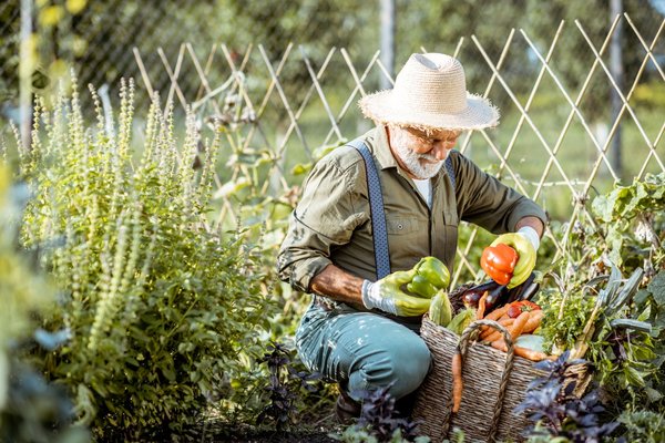 Quelles sont les étapes pour créer un jardin potager?